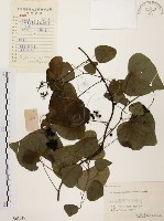 千金藤、金線吊烏龜藏品圖，第1張