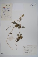 羊乳、四葉參藏品圖，第1張