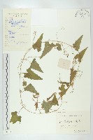 合子草藏品圖，第1張