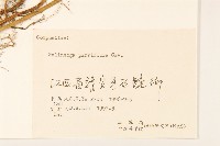 小米菊藏品圖，第3張