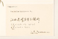 秋鼠麴草藏品圖，第3張