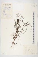 日本菟絲子藏品圖，第1張