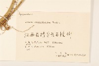 野茼蒿藏品圖，第3張