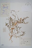 半邊蓮、鐮磨仔草藏品圖，第1張