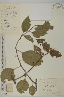 哥蘭葉藏品圖，第1張