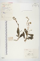 景天藏品圖，第1張