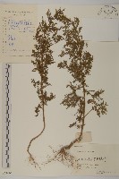 黃花蒿藏品圖，第1張