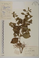 天名精藏品圖，第1張