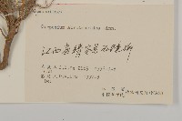 天名精藏品圖，第3張