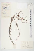 日本菟絲子藏品圖，第1張