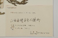 豬草、瘤果菊藏品圖，第3張