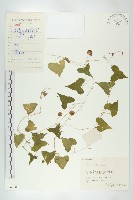 馬交兒藏品圖，第1張