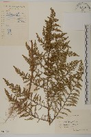 黃蒿藏品圖，第1張