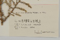 黃蒿藏品圖，第3張