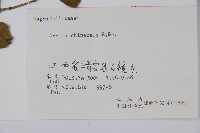 臺灣糯米條藏品圖，第2張