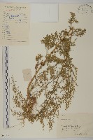 黃花蒿藏品圖，第1張