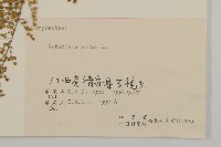 黃花蒿藏品圖，第3張