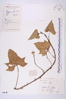 甘藷、地瓜藏品圖，第1張