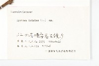 甘藷、地瓜藏品圖，第3張