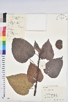 千年桐藏品圖，第1張