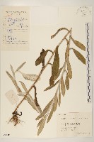 紅面番藏品圖，第1張