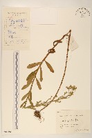 六角草藏品圖，第1張