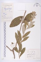 羊耳菊藏品圖，第1張