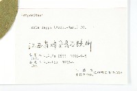 羊耳菊藏品圖，第3張