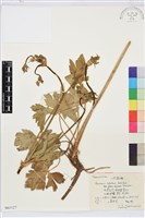 小花草玉梅藏品圖，第1張