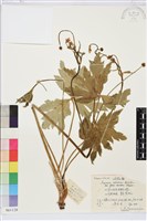 小花草玉梅藏品圖，第1張