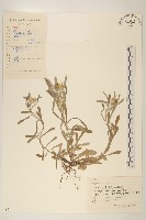 鼠麴草藏品圖，第1張