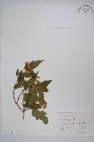 華北茶條槭藏品圖，第1張