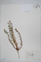 勿忘草狀鶴蝨藏品圖，第1張