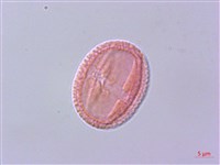 清風藤藏品圖，第1張