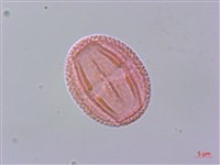 清風藤藏品圖，第2張