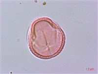 清風藤藏品圖，第3張