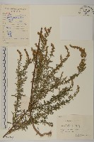 小艾藏品圖，第1張