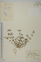 無心菜、鵝不食草藏品圖，第1張