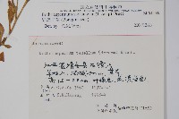 細纍子草藏品圖，第2張