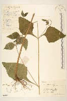 腺梗豨薟藏品圖，第1張