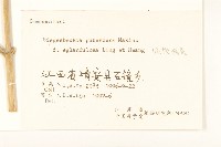 腺梗豨薟藏品圖，第3張