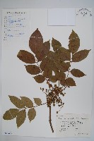 漆樹藏品圖，第1張