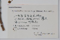 漆樹藏品圖，第2張