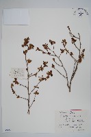 虎榛子藏品圖，第1張
