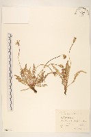 多裂蒲公英藏品圖，第1張