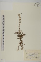 白蓮蒿藏品圖，第1張