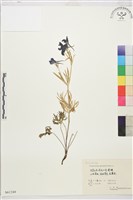 大花飛燕草藏品圖，第1張