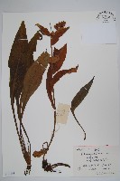 腺毛肺草藏品圖，第1張