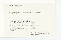 庫頁懸鉤子藏品圖，第3張