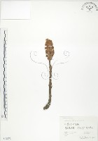 列當藏品圖，第1張